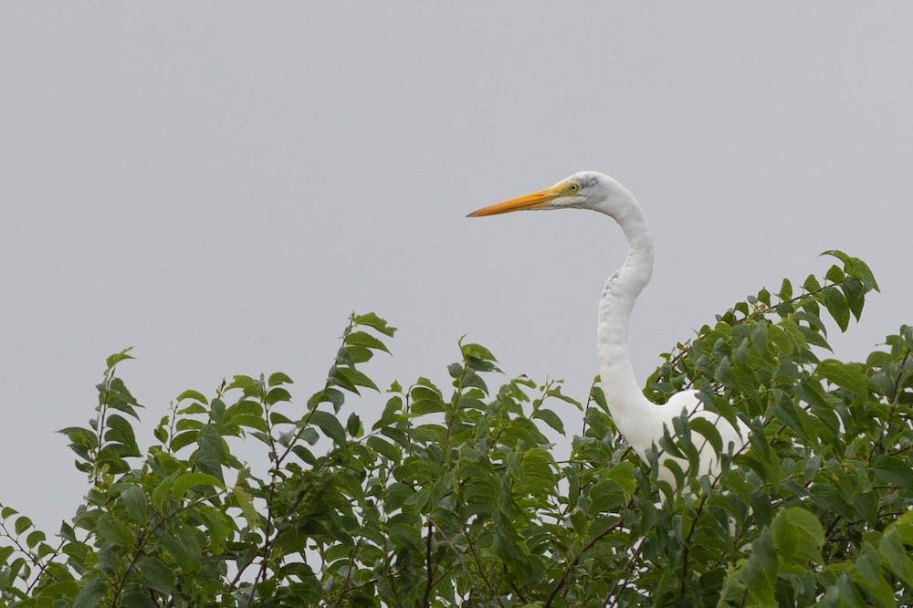 great egret at top of tree.jpg