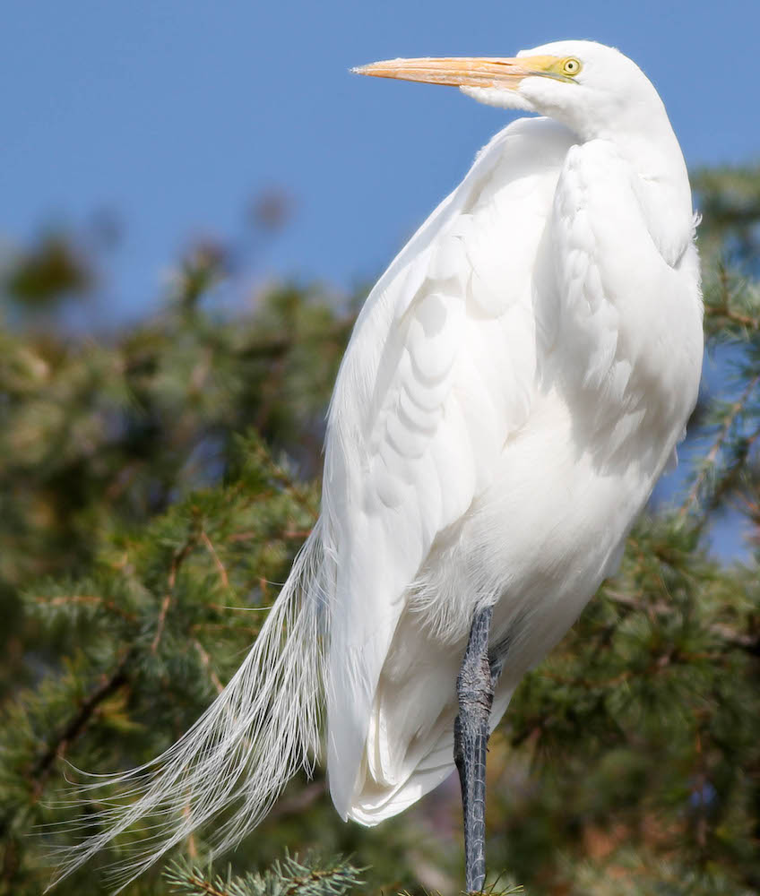 great egret with pretty feathers.jpg