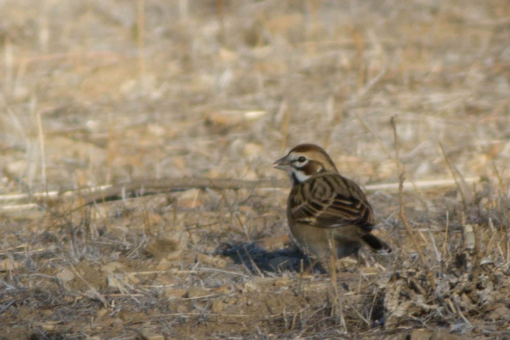 lark sparrow on ground profile 2.jpg