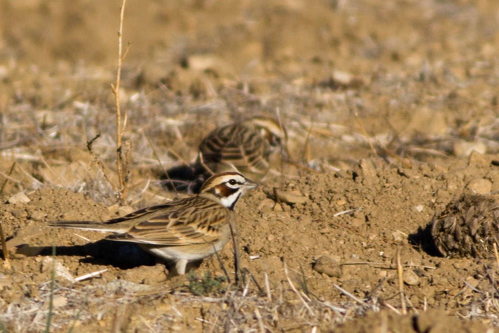 lark sparrow on ground profile.jpg
