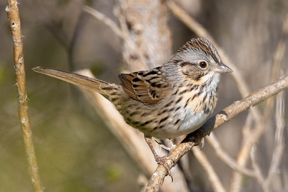 lincoln's sparrow on branch.jpg