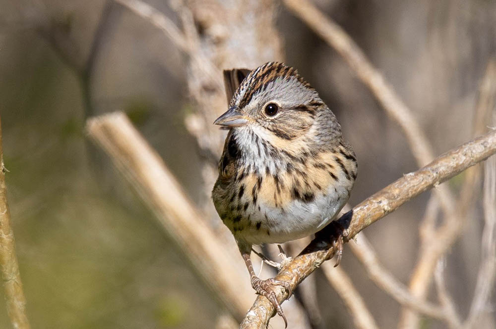 lincoln's sparrow with head turned.jpg