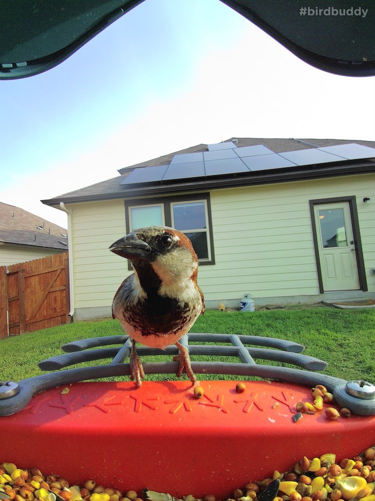 male house sparrow on bird buddy feeder.jpg