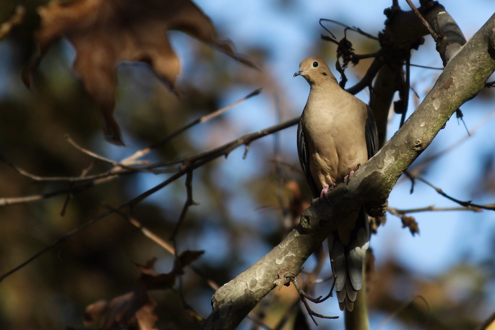 mourning dove on branch in sunlight.jpg