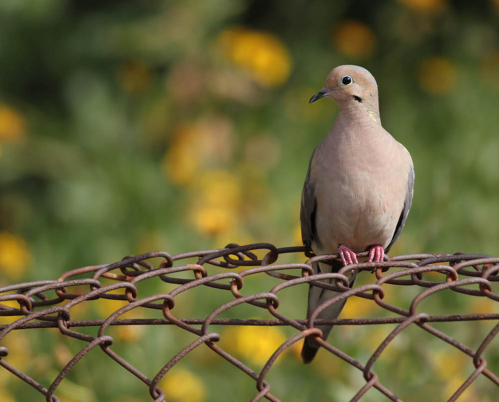 Mourning dove on chainlink fence.jpg