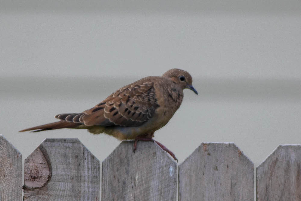 mourning dove on fence.jpg