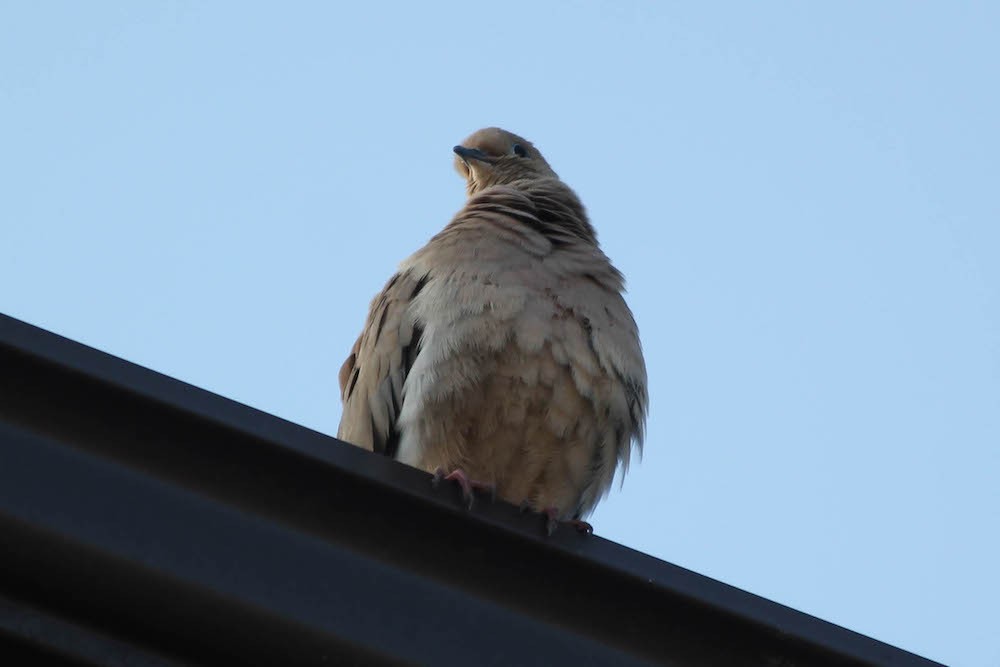 mourning dove perched on roof.jpg