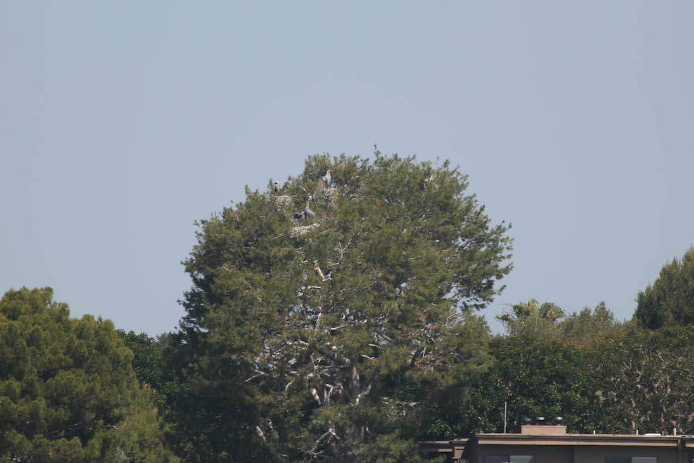 nesting great blue herons in tree.jpg
