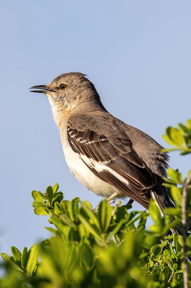 northern mockingbird in tree.jpg