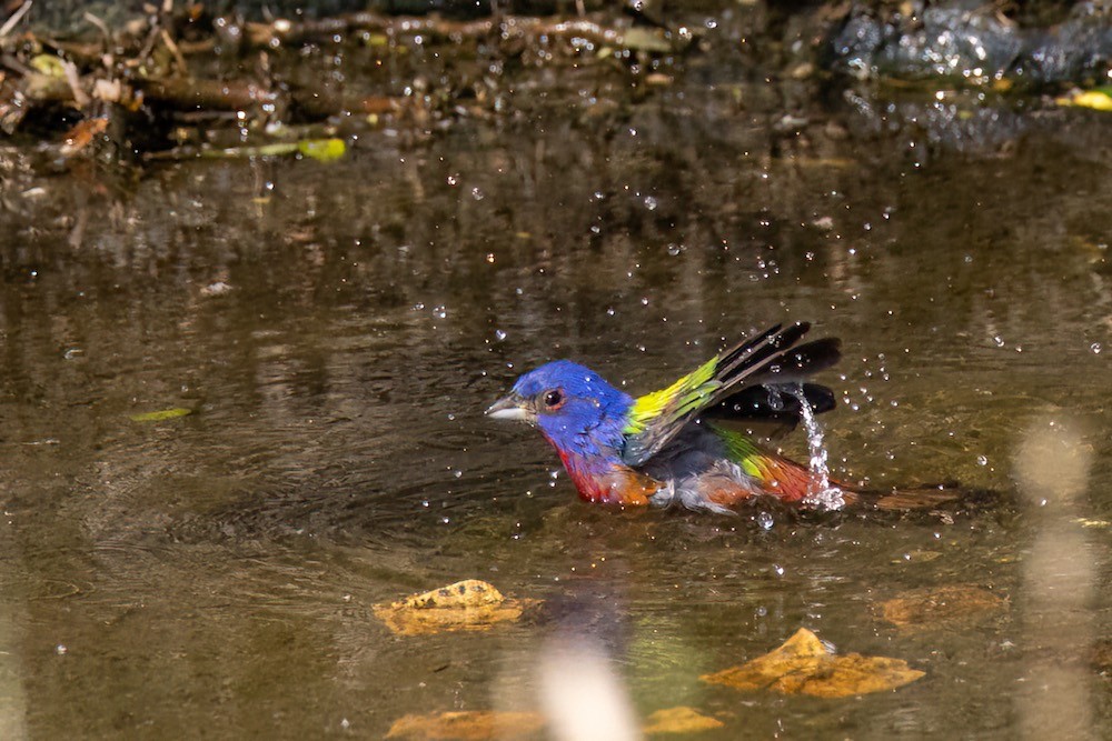 painted bunting bath 2.jpeg