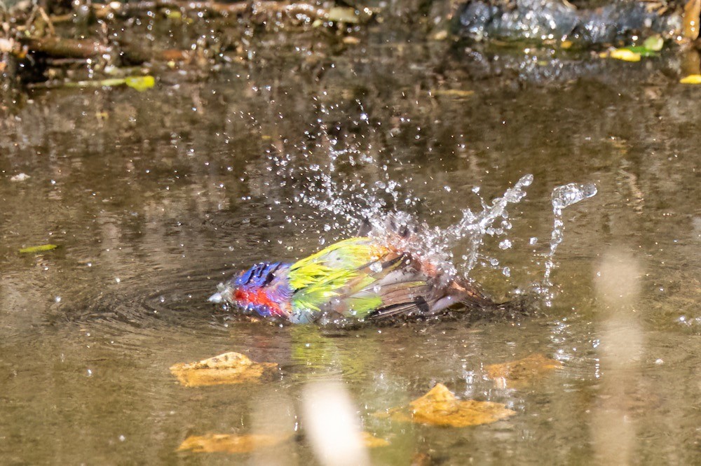 painted bunting bath.jpeg