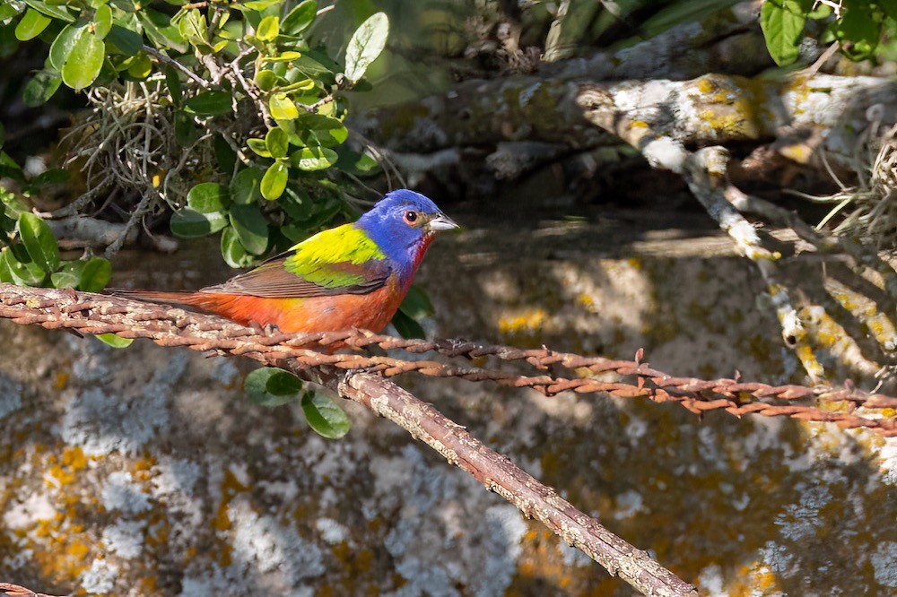 painted bunting mail on wire.jpeg