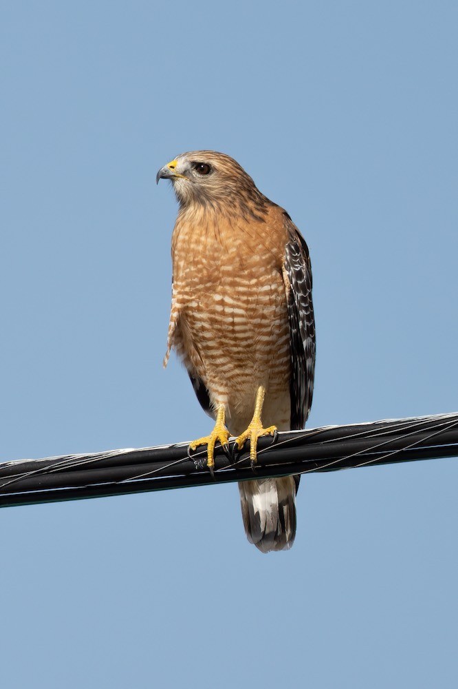 red-shouldered hawk on wire.jpg